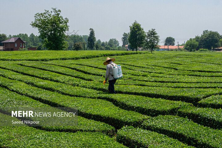 Iran’s tea exports witness 10.2% growth in 10 months: IRICA